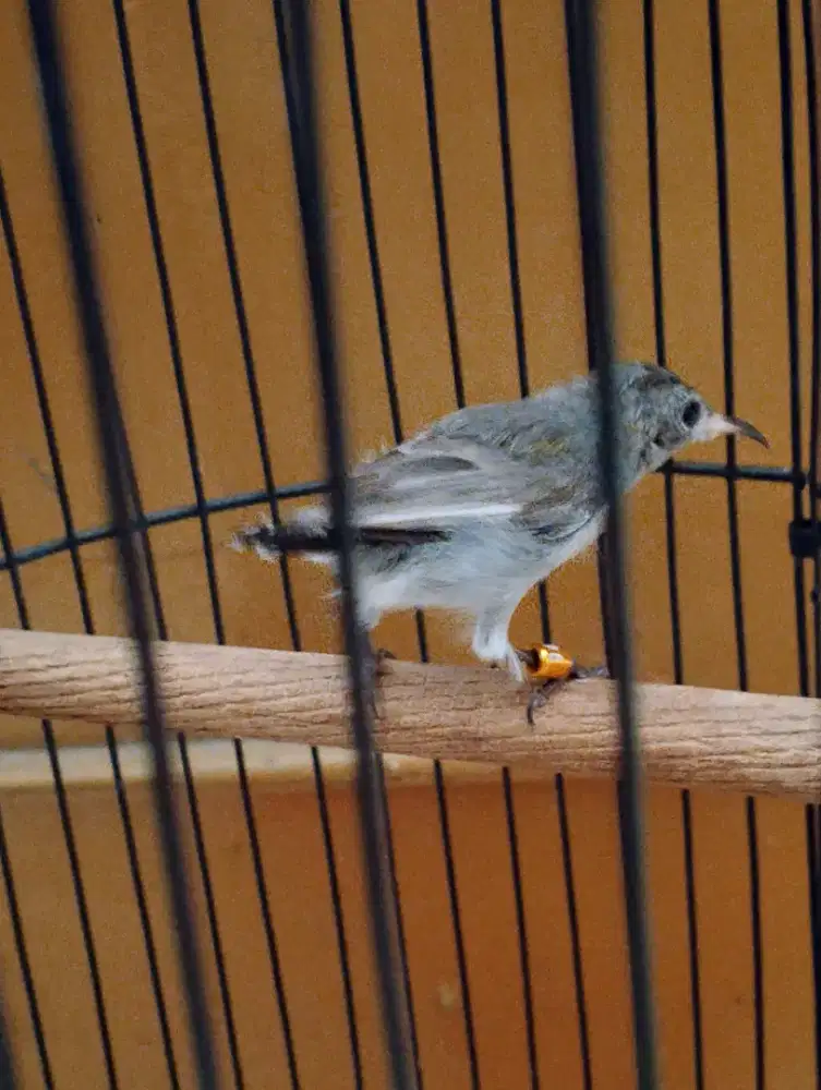 KONIN SLIP SAYAP PUTIH+KANDANG HOLIPET