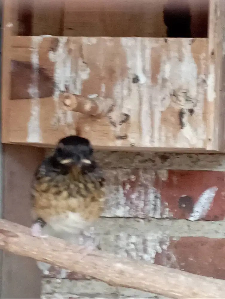 Murai  Trotol  Jantan