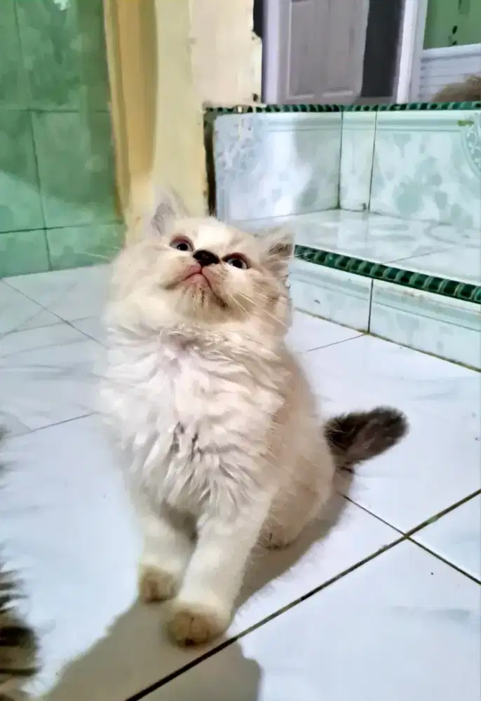 Kitten persia himalaya