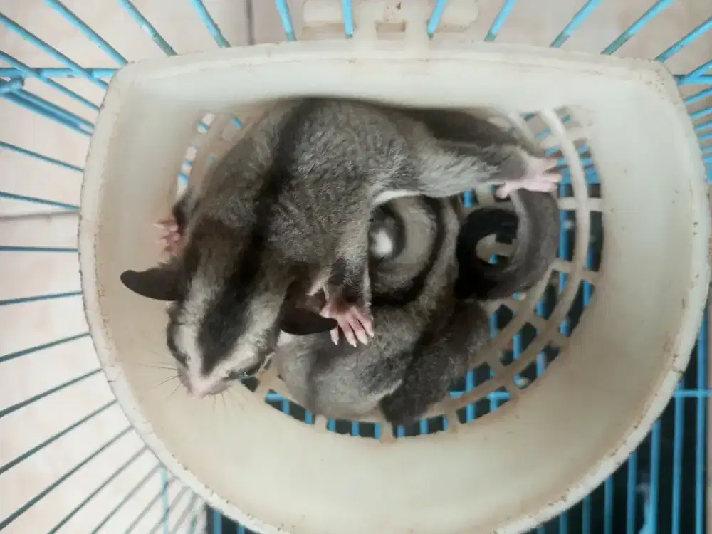 Sugar Glider Grey Jantan