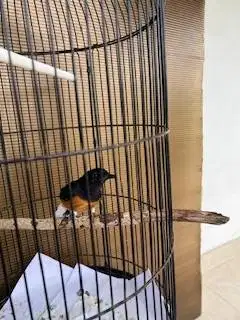 Burung Murai MH pastol