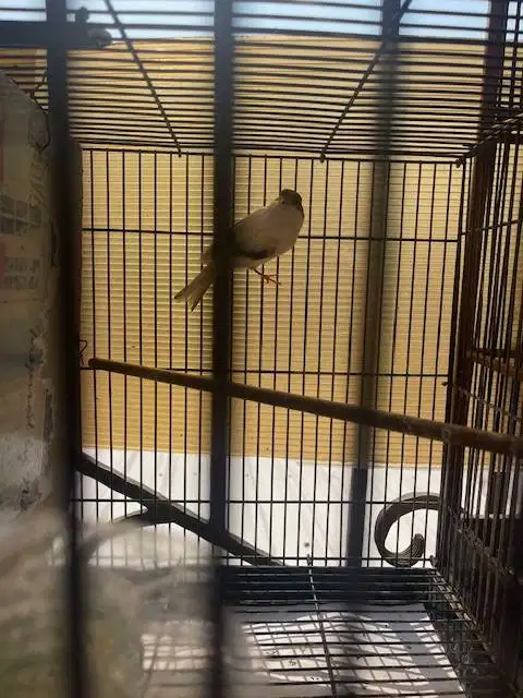 Burung kenari bond kuning cerah