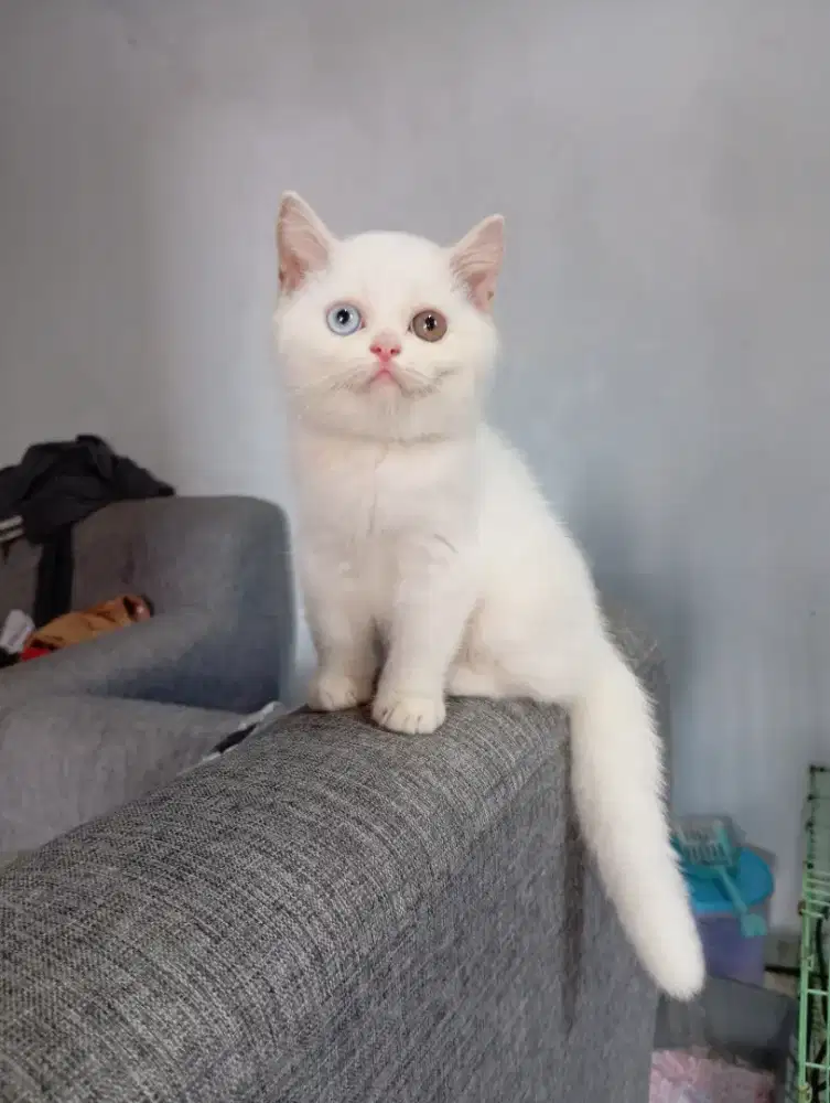 BRITISH SHORTHAIR/BSH ODD EYES