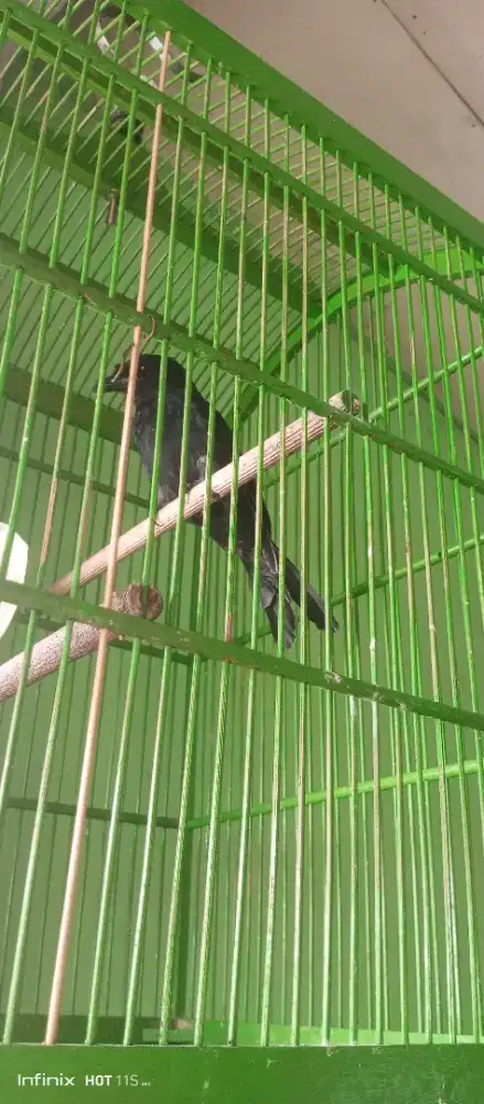 Srikantil antena jantan