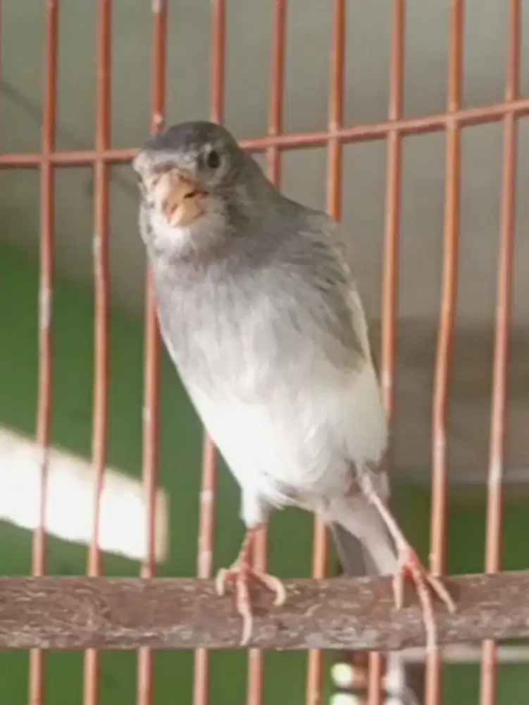 Kenari panda gacor pagi siang sore malam