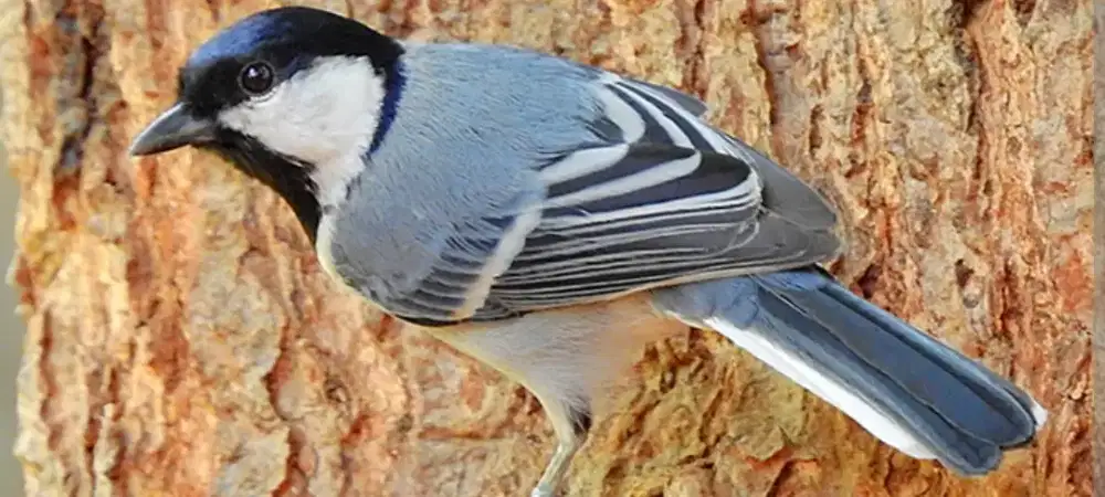 Burung glatik bunyi dan sangkar cungkok