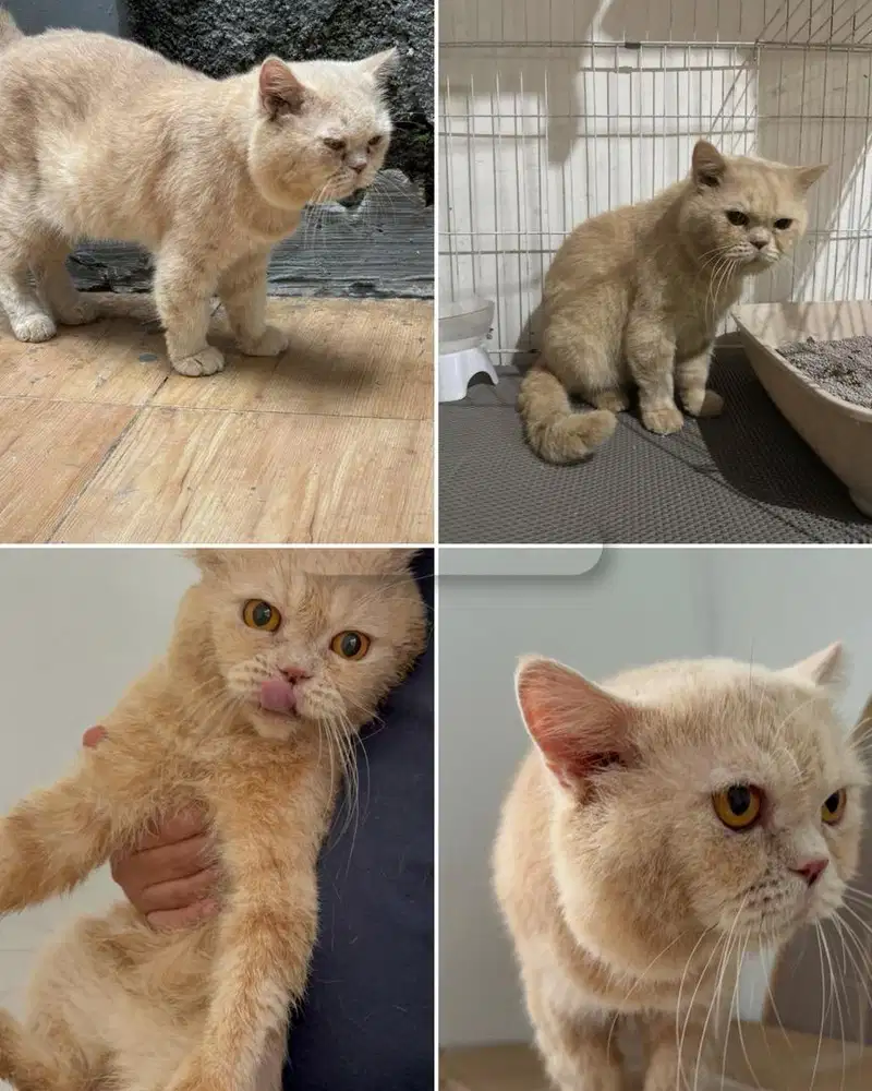 British Shorthair (BSH) Cream Solid