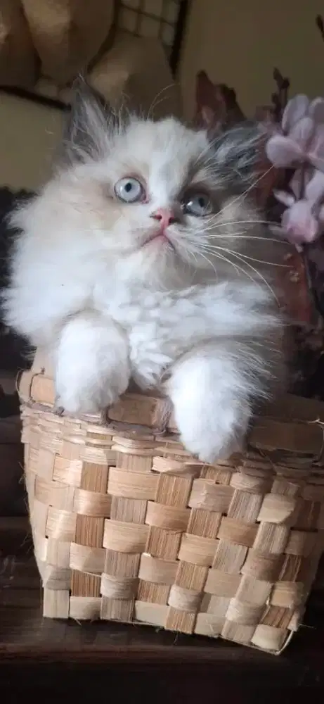 Kucing Ragdoll jantan