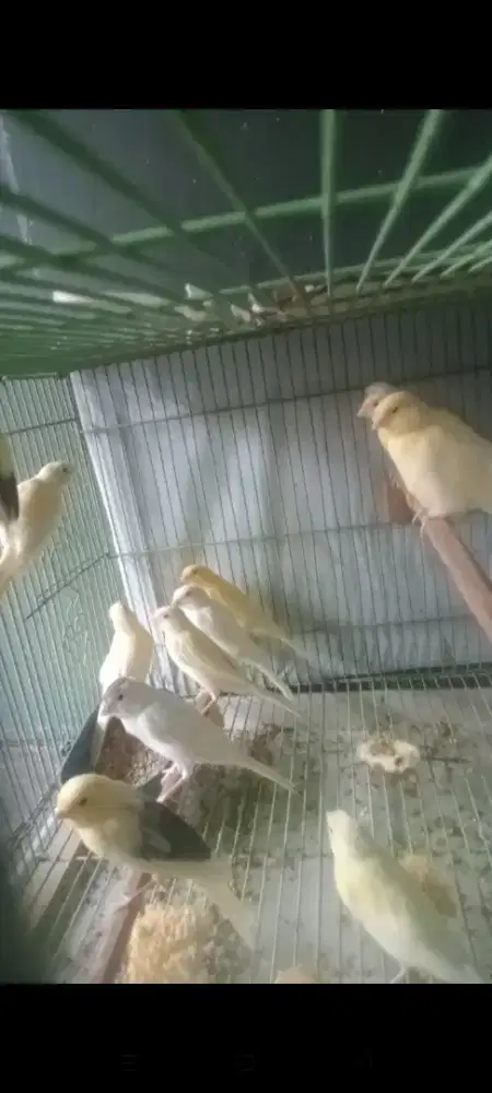 Kenari AF Paud 3 bln, jaminan jantan