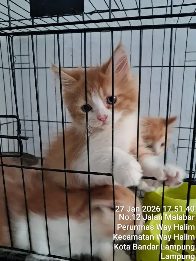 Anakan kucing umur 3 bulan