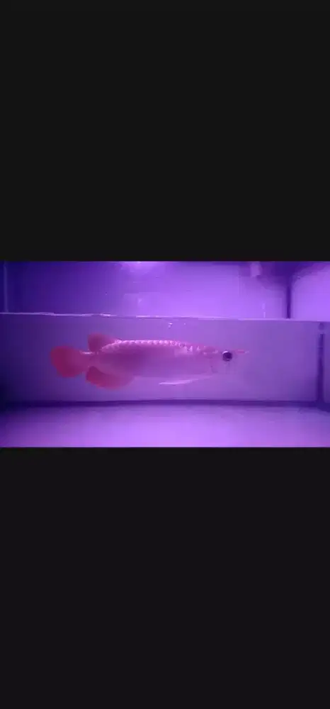 Ikan Hias Arwana SR Spauk cakep Size -+27cm Up