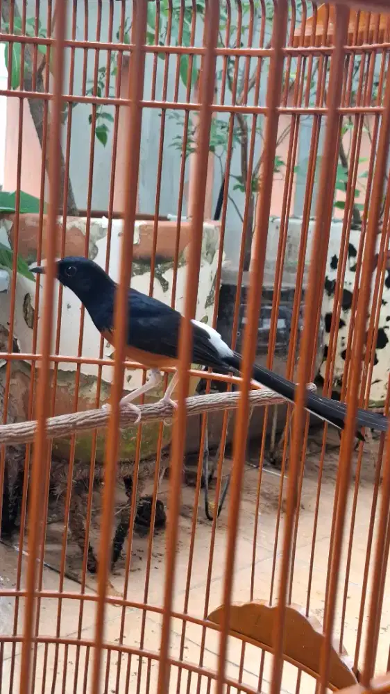 Murai Muda hutan. Baru kelar Mabung