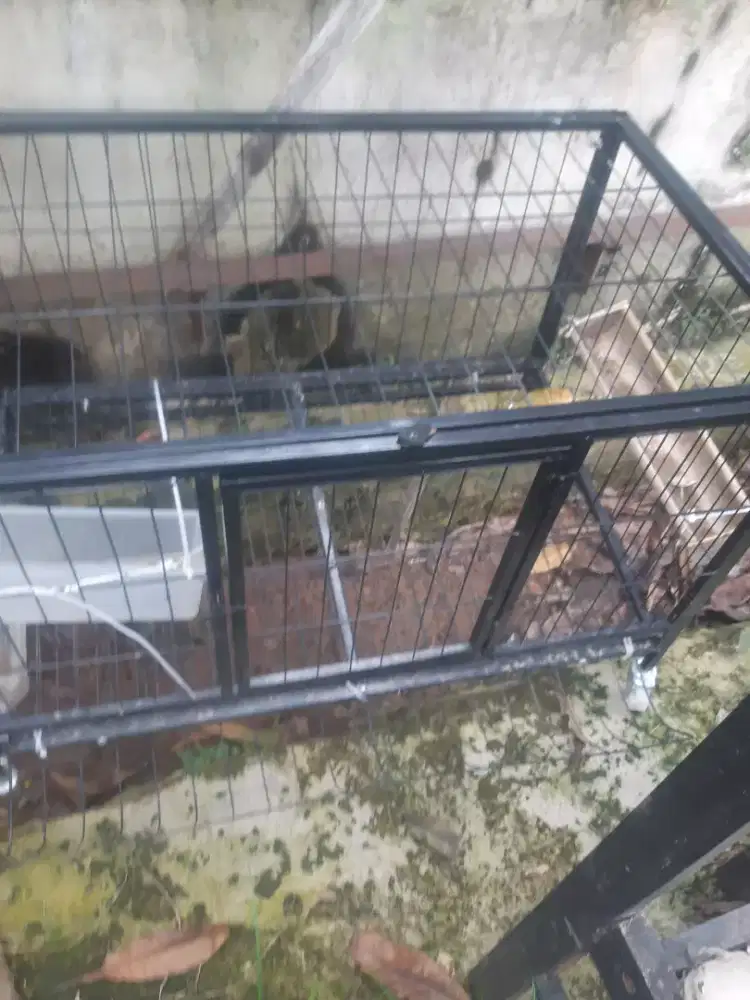 Jual kadang kucing  bekas masih kinlong ada rodanya