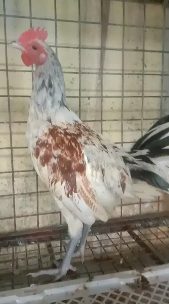 Ayam Ketawa Umur 3 Bulan