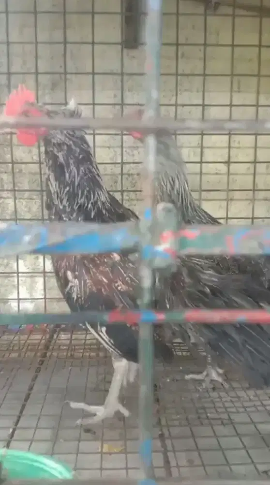 Sepasang Ayam Ketawa Jalak