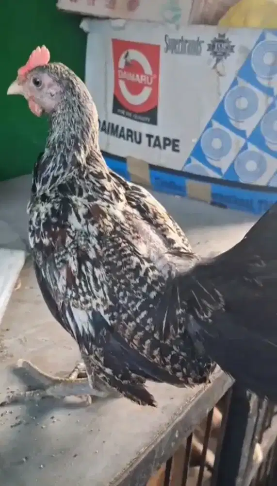 Ayam Ketawa Jantan Warna Jalak