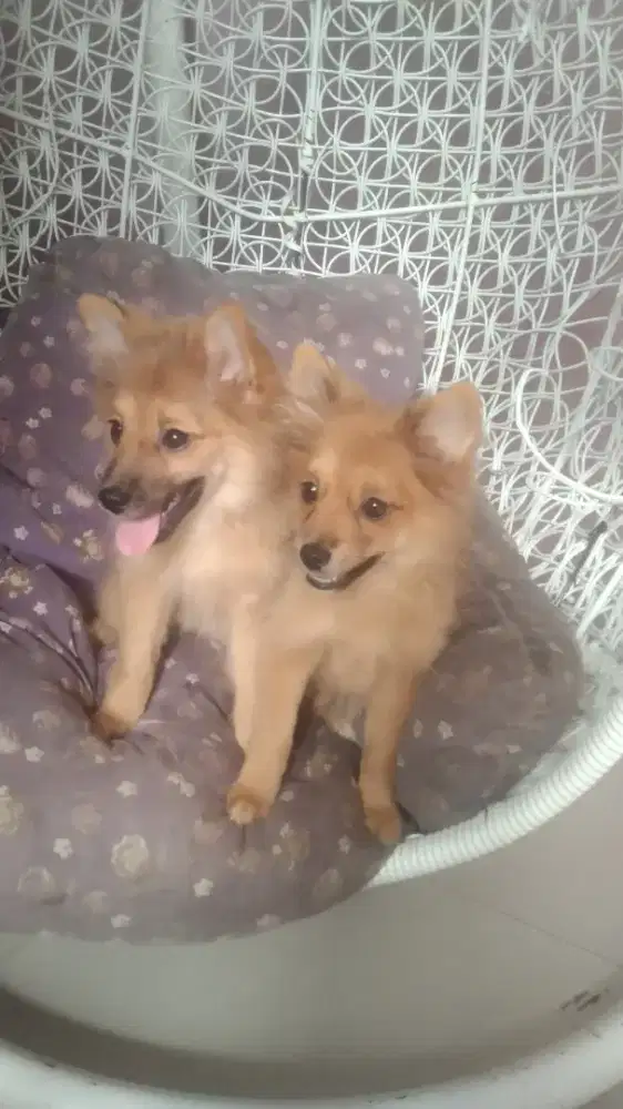 pomerian betina 4 bulan