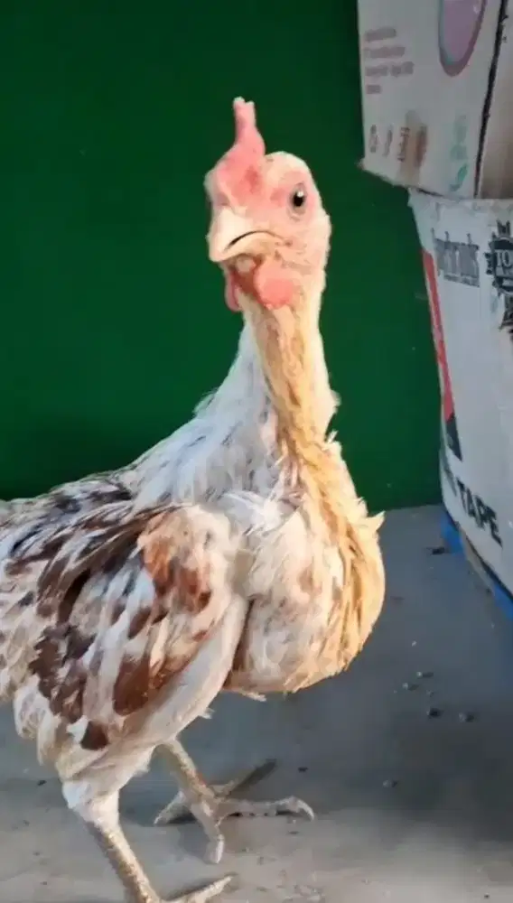 Ayam Ketawa Putih Maroon