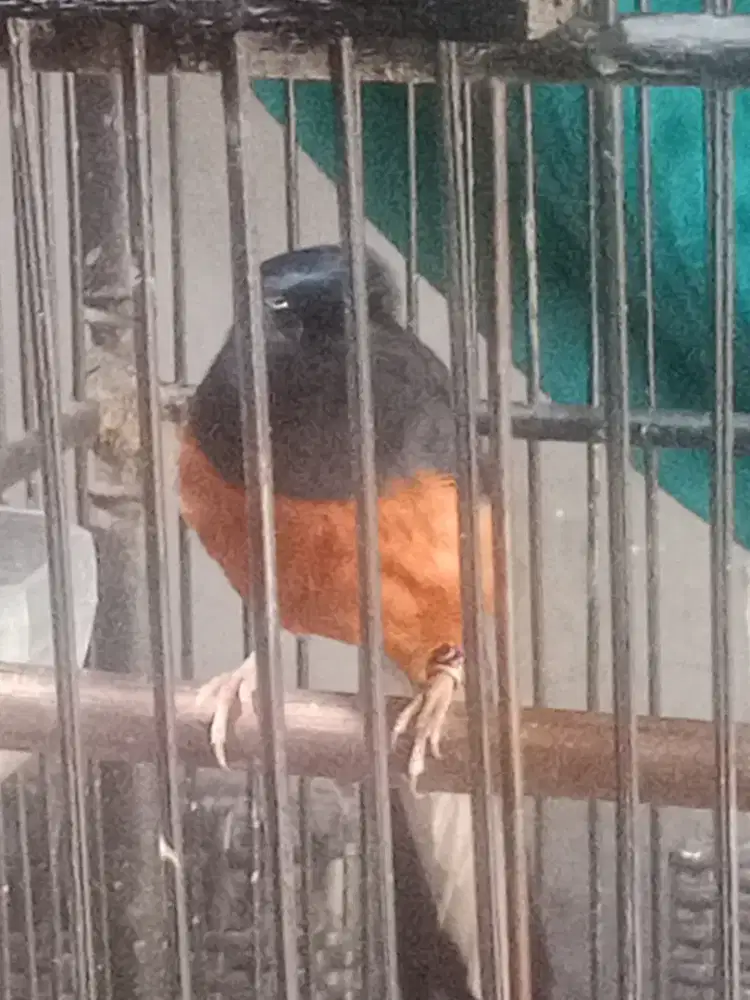 Murai medan pastol fullset