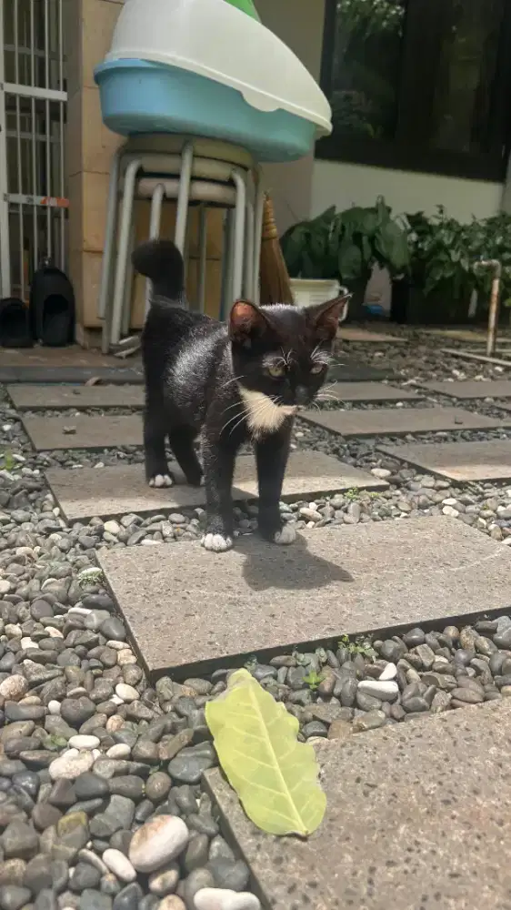 FREE Open Adopt Anak Kucing (Ragdoll x Liar)