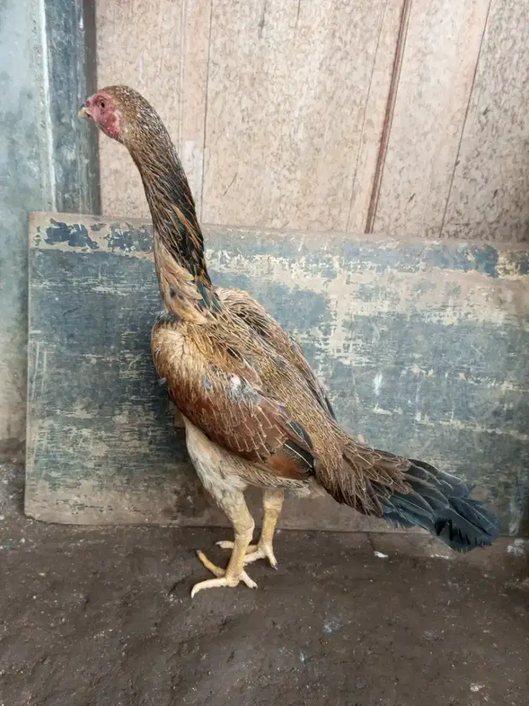 betina bangkok x pakhoy, big size,