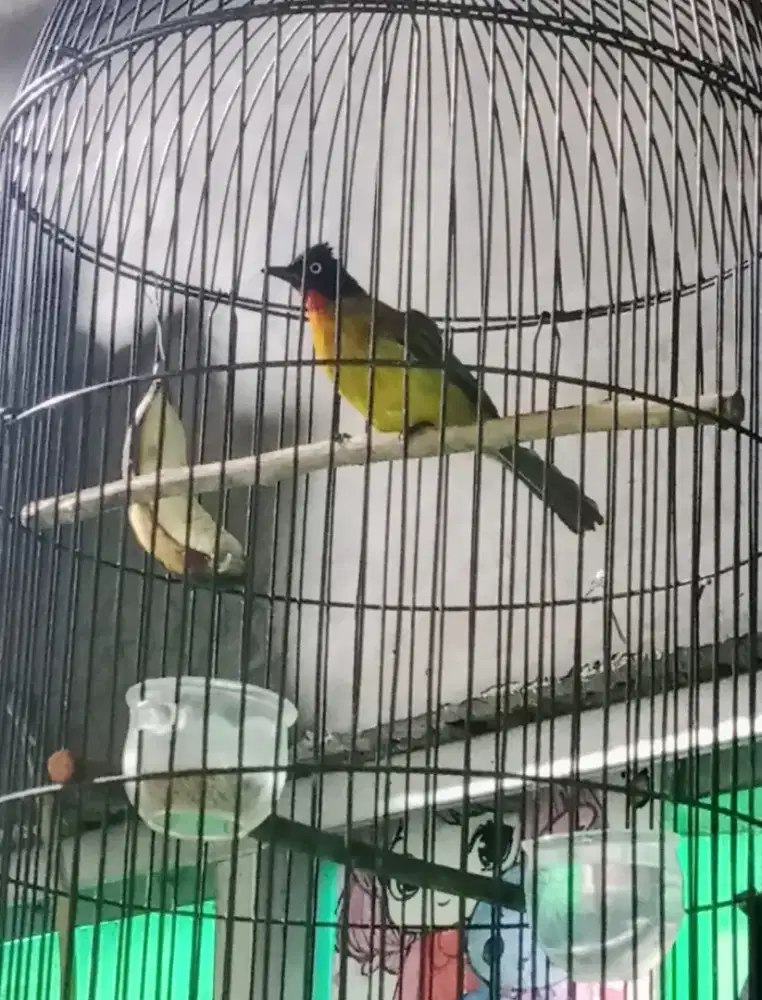 Burung kutilang emas+kandang besi, bukan trucuk jalak kenari perkutut