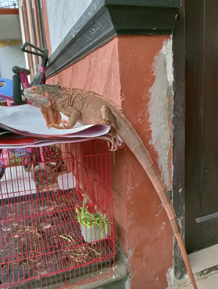 iguana red jinak