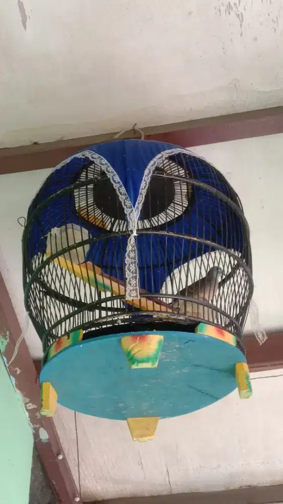 Perkutut crossing manggung