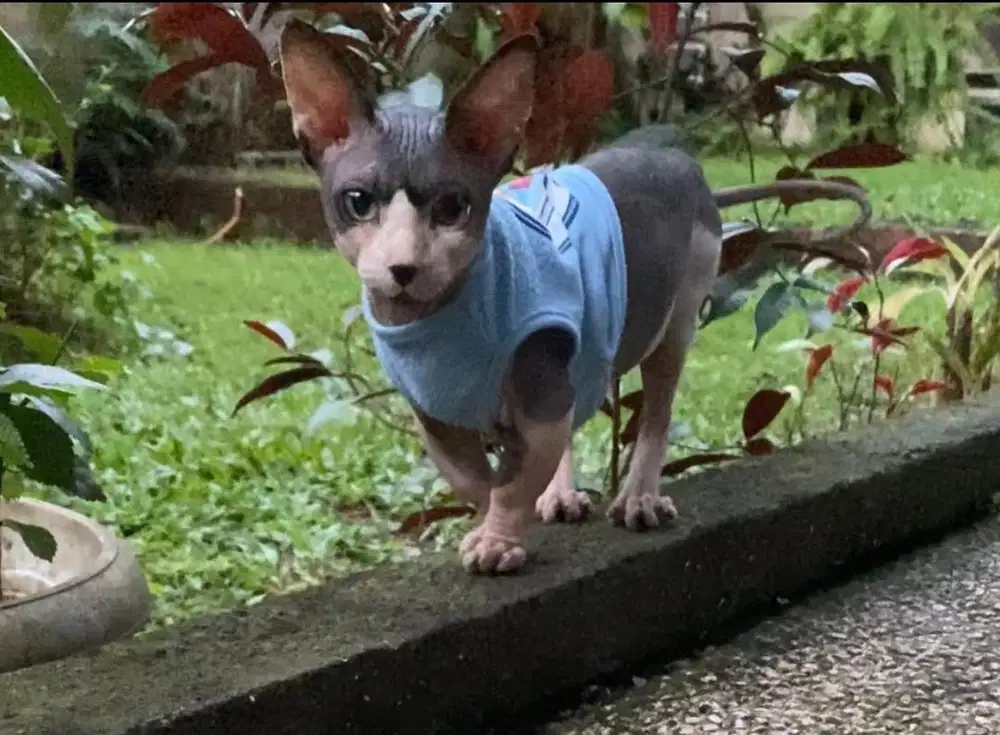 Jasa pacak sphynx bambino