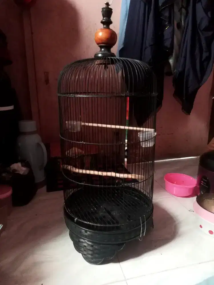 Kandang borongan lovebird dan kandang kotak