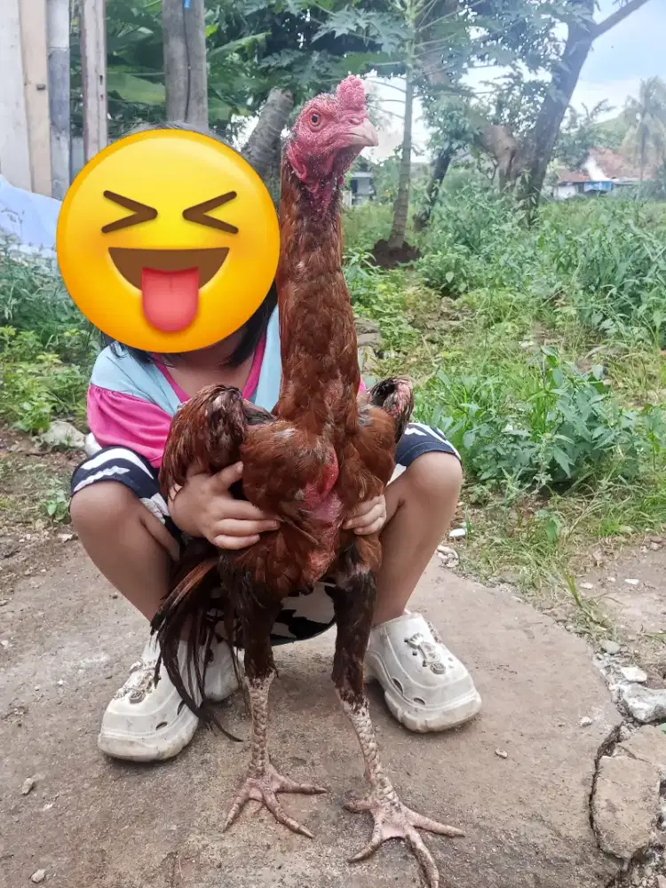 Ayam Bangkok ekor lidi