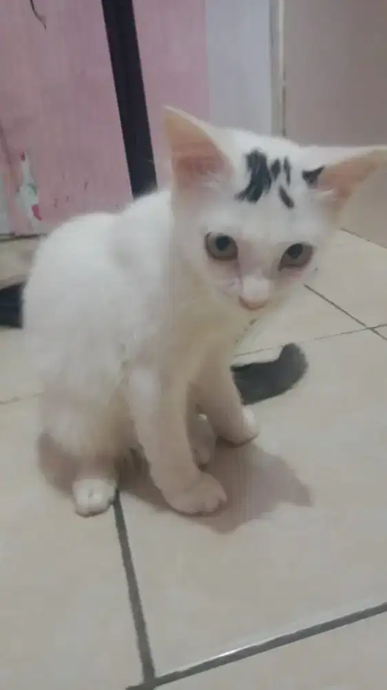 Kitten kampung 2 kucing