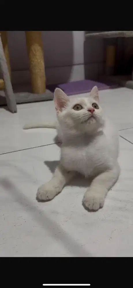 KUCING BSH JANTAN