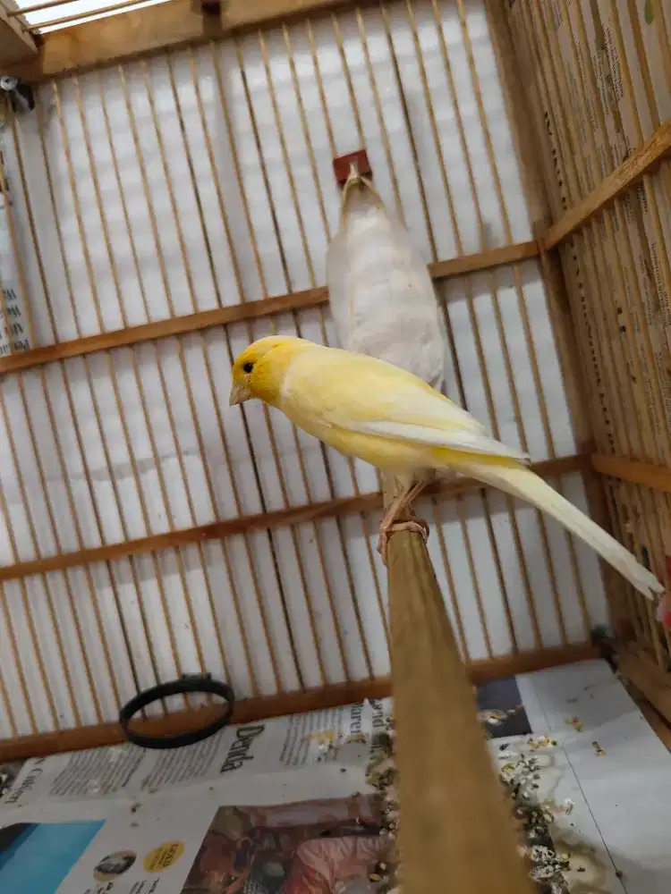 Kenari f1sf gacor dor pejantan isi