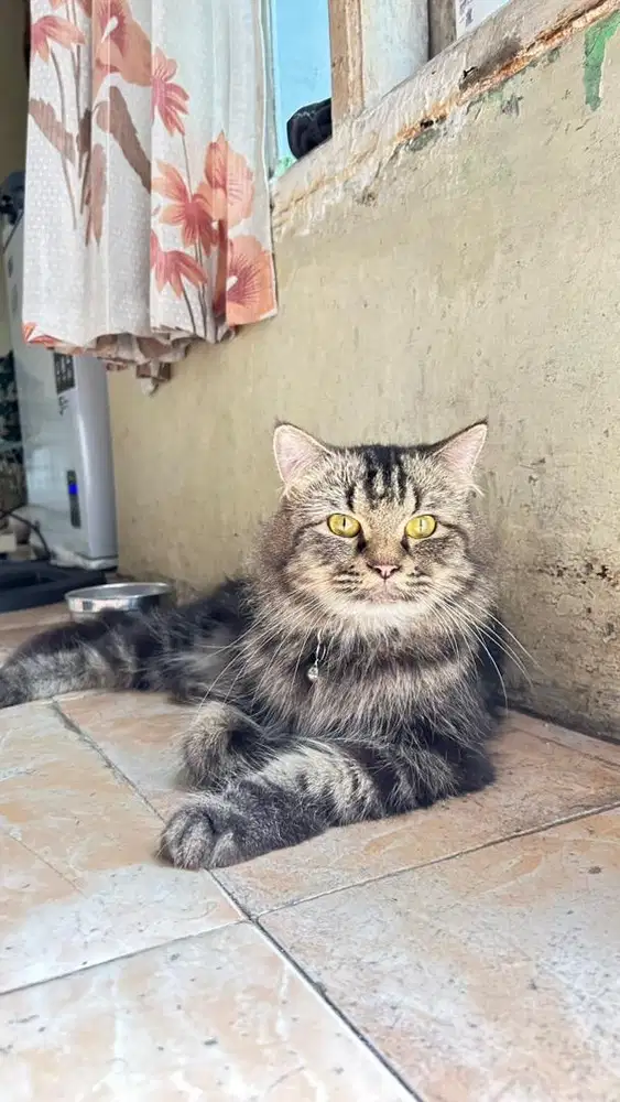 Persian Mix Mainecoon