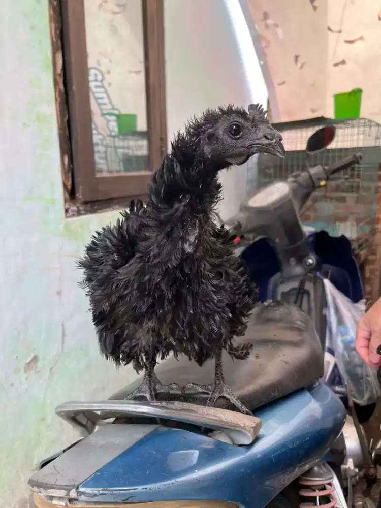 Ayam cemani / cemani bulu walik