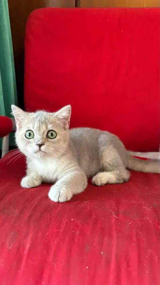 Kucing BSH jantan golden blue