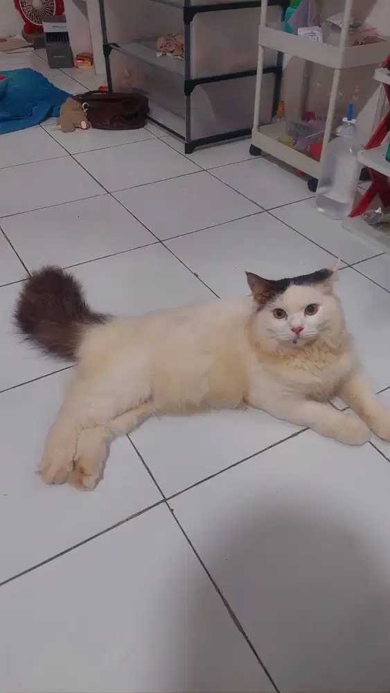Kucing persia bigbone
