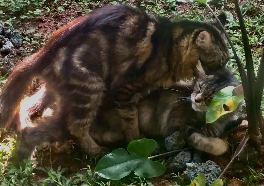 jasa pacak kucing mainecoon