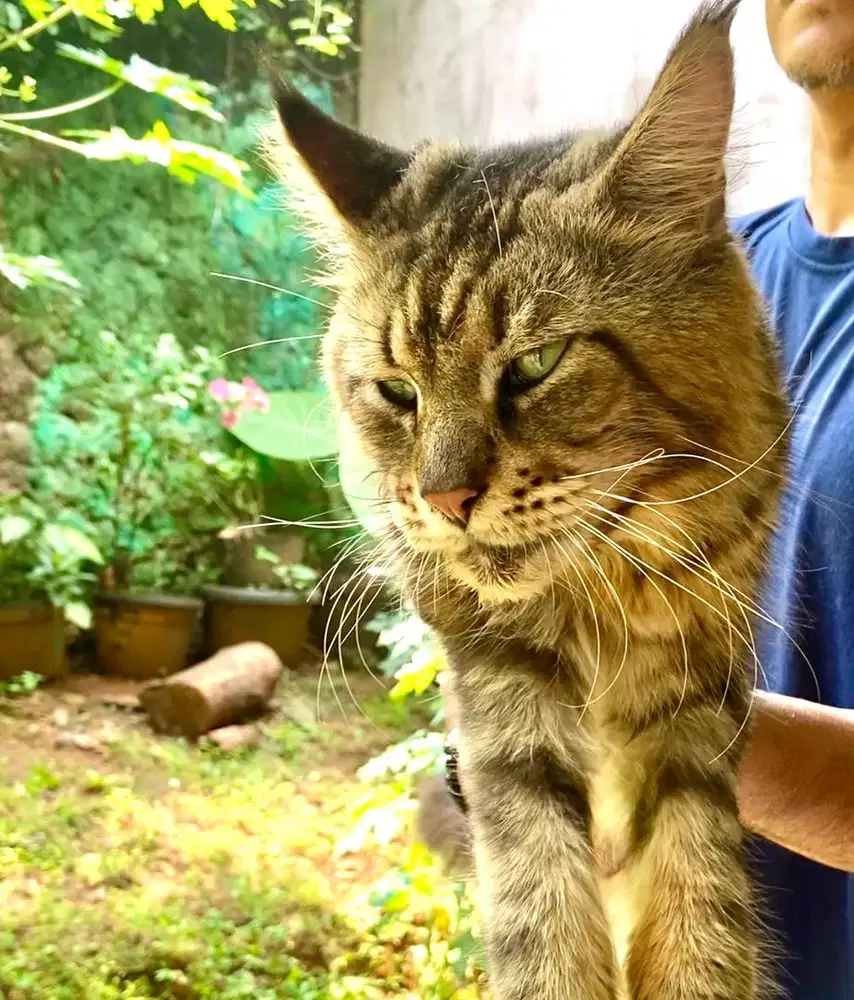 jasa pacak kucing mainecoon
