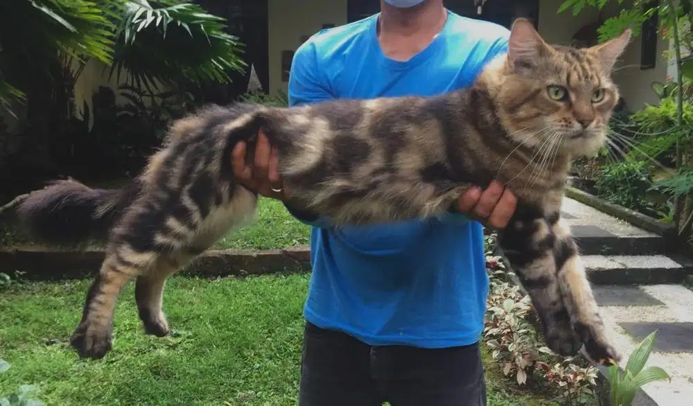 jasa pacak kucing mainecoon