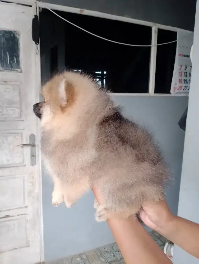 Anjing minipom jantan