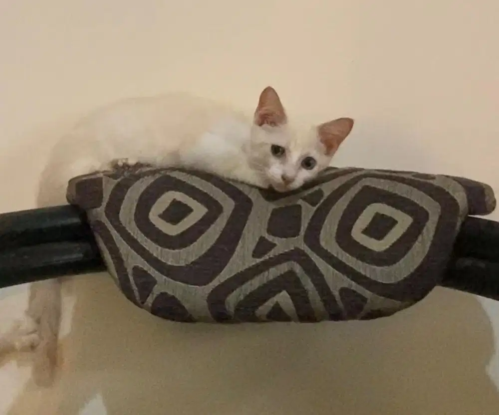 kucing munchkin jantan