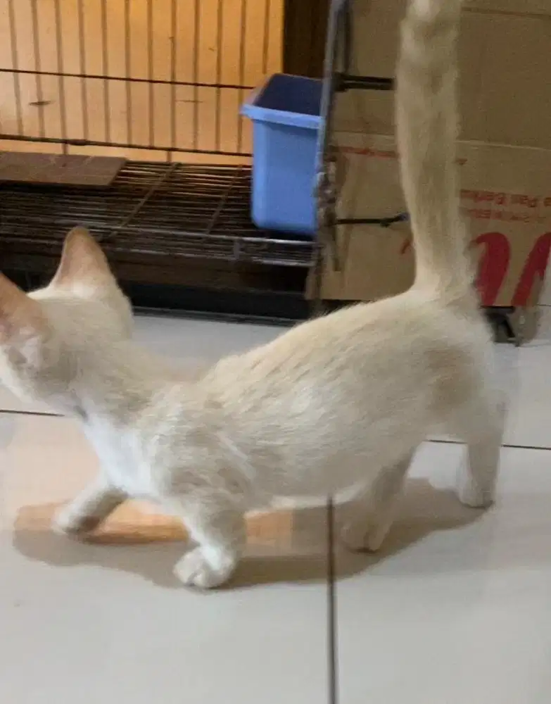 kucing munchkin jantan