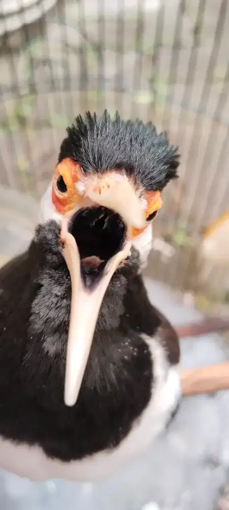 Di jual burung jalak suren sma kandang besi LB nya jinak gacor