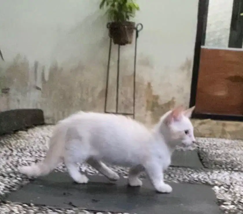 kucing munchkin devonrex jantan