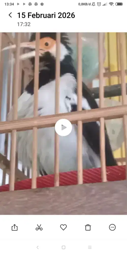 Burung jalan suren gacor suara keras dan saat bunyi mompa badan