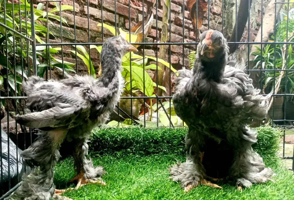 ANAKAN AYAM BRAHMA BLUE JANTAN