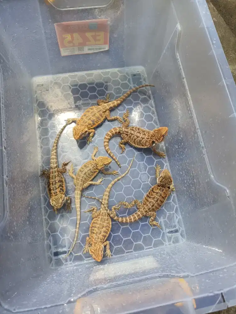 Juve breaded dragon Red hypo ph trans LB Normal