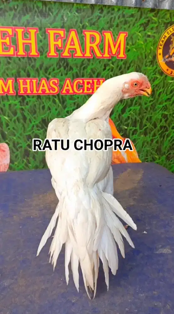 Ayam aseel parrot betina ori